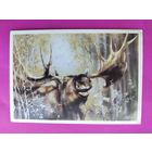 Лось. Чистая. 1989 года. Исаков. 2560.