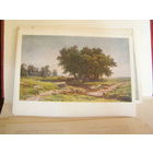 Открытка 1961 СССР Живопись Шишкин Дубки