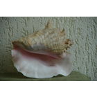 Морская раковина  (  высота 21 см , ширина 23 см )