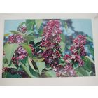 Открытка "Сирень "Реомюр", 1973г, фото Н.Матанова