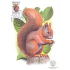 Беларусь 2025 Дикая природа фауна белка картмаксимум