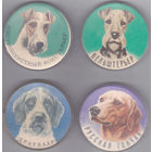 Жесткошерстный фокстерьер, вельштерьер, дратхаар и русская гончая.