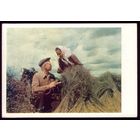 1957 год На полях колхоза Новогрудского района