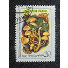 СССР 1986 г. Грибы.