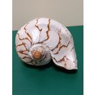 Ракушка большая Волюта