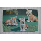 Календарик, 1990, Керамические игрушки. Львята.