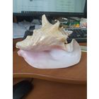 Морская раковина.