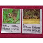 Вкладыши звери