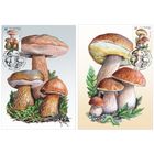 Картмаксимум "Грибы-двойники. Белый гриб. Желчный гриб"