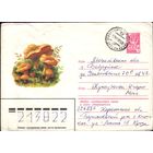 1979 год ХМК Лисички 79-484