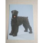 Карманный календарик. Собака . 1995 год