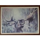 Чистая. Исаков. Животные 1989 г.