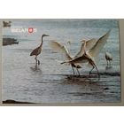 Птицы. Открытка, глянец