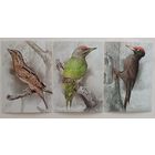 Дятлы. Птицы. Открытки, глянец