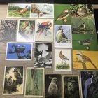 Открытки.фауна.цена за все.