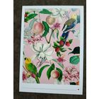 Открытка попугая, цветы, фрукты. Тропики. Флора, фауна. Чистая