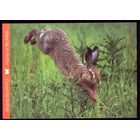 2016 год Заяц-русак