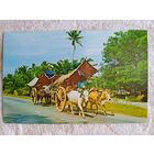 Этнография. Сигапур, Малакка. Повозки, запряжённые волами