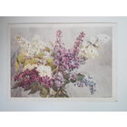 Купецио К., Сирень. 1960 год #0012-FL1P06