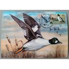 Картмаксимум "Гоголь обыкновенный", 2016г.