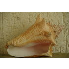 Раковина морская   (  высота 14 см , длинна 20 см )