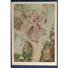 Медвежата коала. Художники Плахова, Алексеев.1979