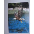 Календарик 1998 г. В поисках добычи.