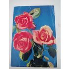 Чистая открытка "Розы" 1968г, фото Е.Игнатович