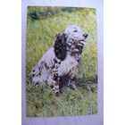 Капитанов Ю., Спаниэль; 1969, чистая.