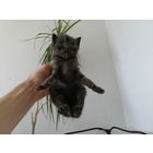 Котёнок #43 ищет семью!