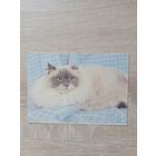 Календарик 1993