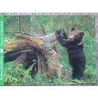 Беларусь 2011 медвежонок