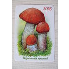 Календарик, 2026, Подосиновик красный, изд. "Белпочта".