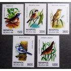 Марки Беларусь 1998 год Птицы