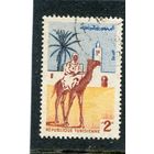 Тунис. Всадник на верблюде