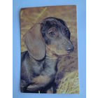 Календарик 1996 г. Такса.