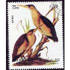 ОАЭ Шарджа. Птицы