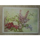 ПОДПИСАННАЯ ОТКРЫТКА СССР.  "СИРЕНЬ" худ. К. КУПЕЦИО 1962 год.