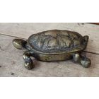 Черепашка бронзовая