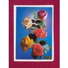 С Днем Рождения! Костенко 1982 г. Двойная.