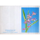 Чистая двойная мини-открытка без перегиба 1990г. "Поздравляю! Цветы" худ. И. Канканян