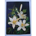 Открытка "Поздравляю!", не подписанная.