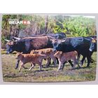 Серия "Планета Беларусь". Туроподобный скот. Открытка, глянец