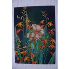 Костенко Г., Композиция из цветов, 1985, чистая.