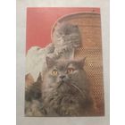 Карманный календарик. Котик.1994 год