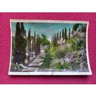 Сочи. Кипарисовая аллея в институте им. Сталина. Панова 1939 г. Чистая.