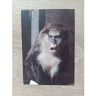 Календарик 1992