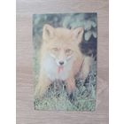 Открытка 1985