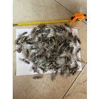 Радиолампы