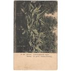 Открытка старинная